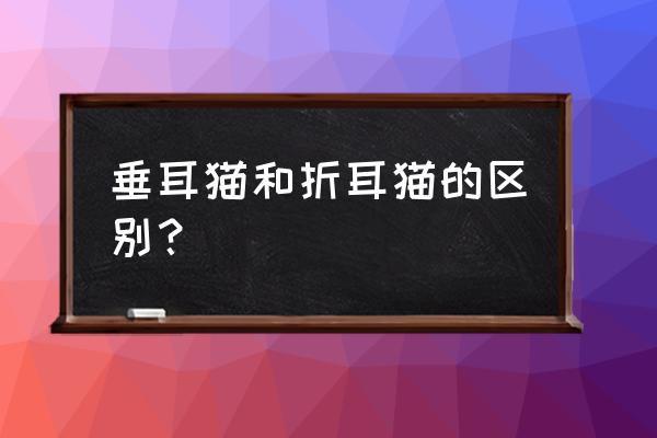 为什么建议大家不要养折耳猫呢 垂耳猫和折耳猫的区别? 为什么建议大家不要养折耳猫呢 垂耳猫和折耳猫的区别?
