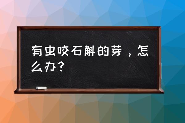 石斛长小白虫怎么办 有虫咬石斛的芽,怎么办? 石斛长小白虫怎么办 有虫咬石斛的芽,怎么办?