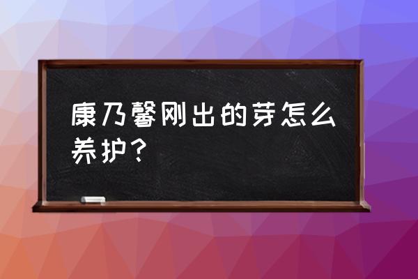 康乃馨适合什么时间播种 康乃馨刚出的芽怎么养护? 康乃馨适合什么时间播种 康乃馨刚出的芽怎么养护?