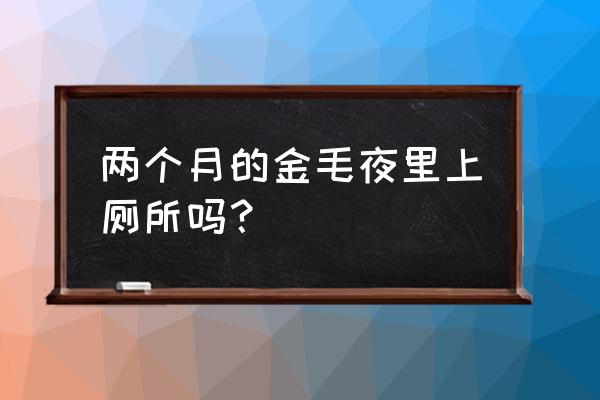 金毛幼犬如何训练它上厕所 两个月的金毛夜里上厕所吗? 金毛幼犬如何训练它上厕所 两个月的金毛夜里上厕所吗?
